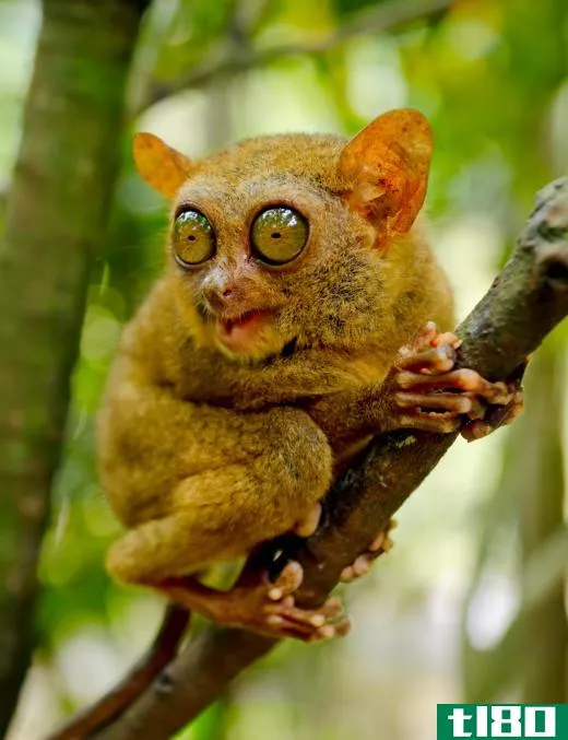 The tarsier is a small primate found in the Philippines and other areas of Southeast Asia.