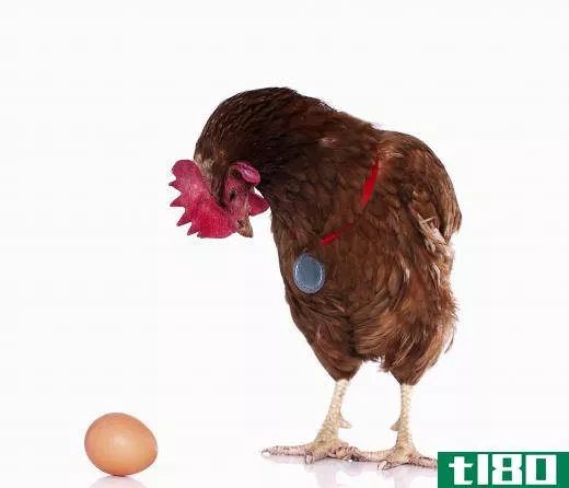 The creation of prize winning animals, including roosters, may be the result of generations of careful breeding.