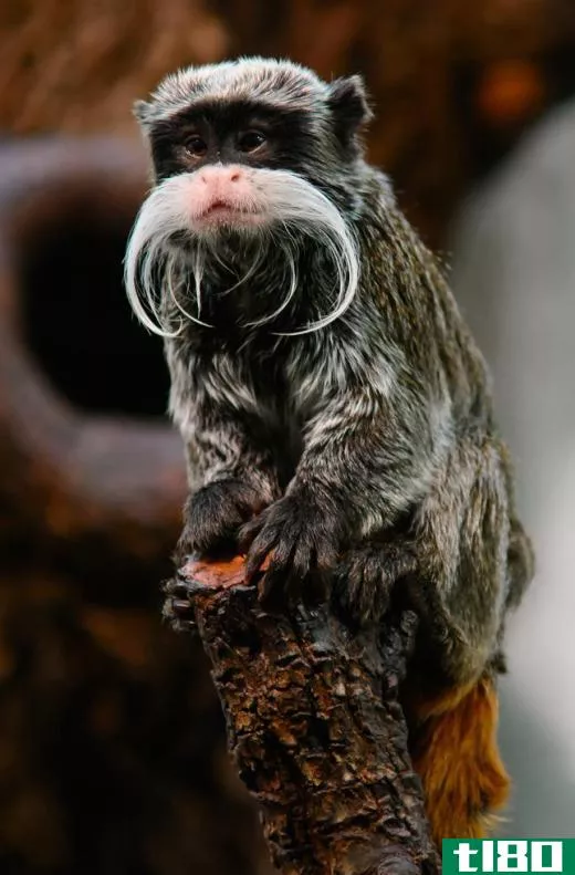 The emperor tamarin, which is a monkey that makes it home in the rainforests of the Amazon Basin, sports a distinctive, long white mustache.