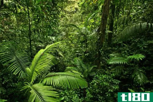 The rain forest provides the habitat for spider monkeys.