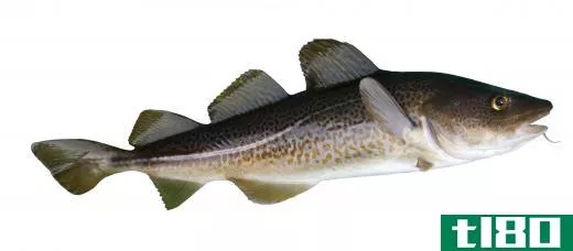 Cod is a type of whitefish.