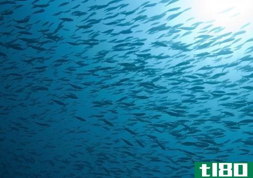 Atlantic herrings live in large schools.
