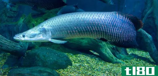 The arapaima is one of the biggest freshwater fish in the world.