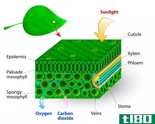 Chlorophyll makes photosynthesis possible.