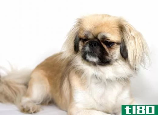 Pekingese dogs are known for their broad heads and flat noses.