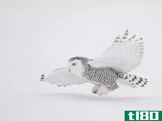 Snowy owls hunt during daylight hours.