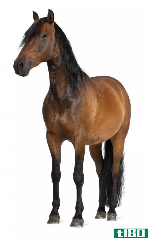 The most common type of horse is a warm-blooded horse.