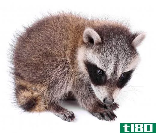 A baby raccoon.