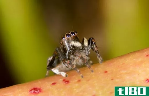 Jumping spiders may live in tropical forests.