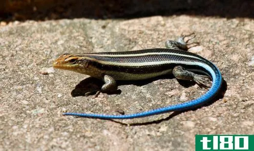 Though the tail of the blue-tailed skink is indeed blue, its body is black with yellow stripes.