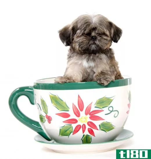 A Shih-Tzu is half of the mating pair that produces a Shih-Poo.