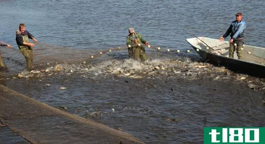 Many commercial fishermen try to catch sand eels using nets.