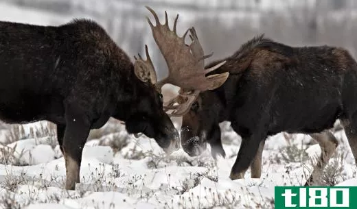 Moose are  which are hoofed mammals.