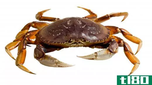 Crabs are natural predators of sea slugs.