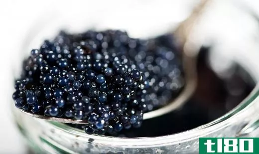 Caviar is a prized commodity harvested from a Russian sturgeon.