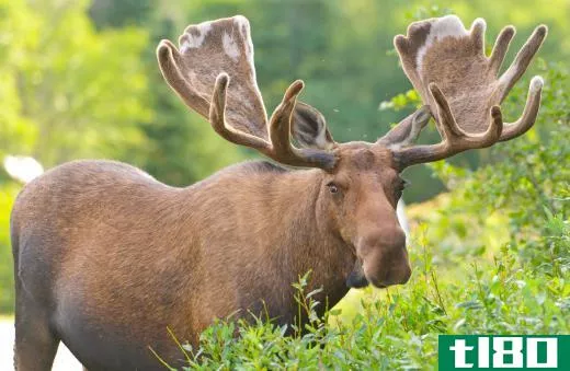 Moose are found in the forests of Europe and North America.