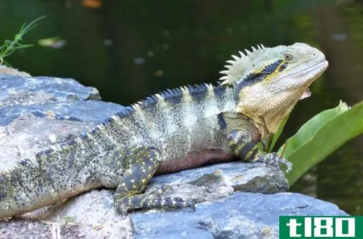The Eastern Water Dragon, which is native to Australia, is able to hold its breath and swim underwater.