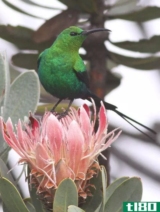 The malachite sunbird is green, with black wings.