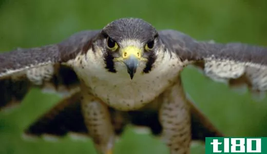 The peregrine falcon is a close relative to the prairie falcon.