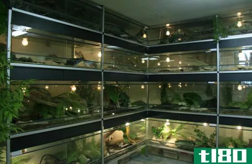 Small plants and animals are kept in terrariums.