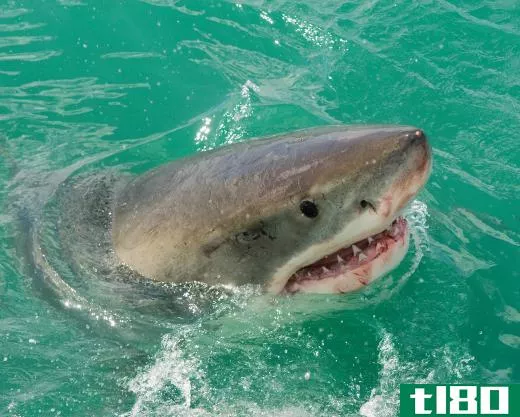 Great white sharks are one of the few species that have attacked humans.