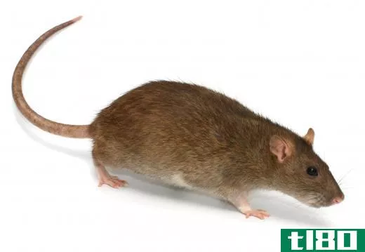 Rats can be infected by -- and spread -- the Leptospira bacteria.