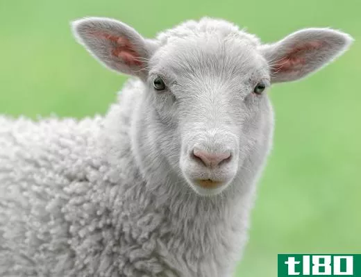 Animal husbandry skills may be used to take care of sheep to produce wool.