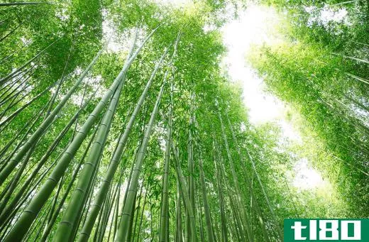 Destruction of bamboo forests can greatly reduce a species population.