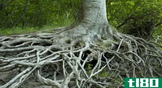 Soil erosion can expose tree roots and uproot forests.
