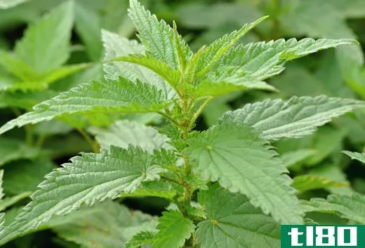 The stinging nettle is a herbaceous plant that grows throughout the world.