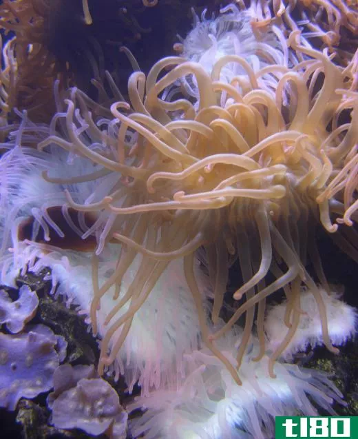 Sea anemones use their tentacles to reel in prey.