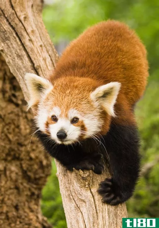 Red panda climbing on a branch.
