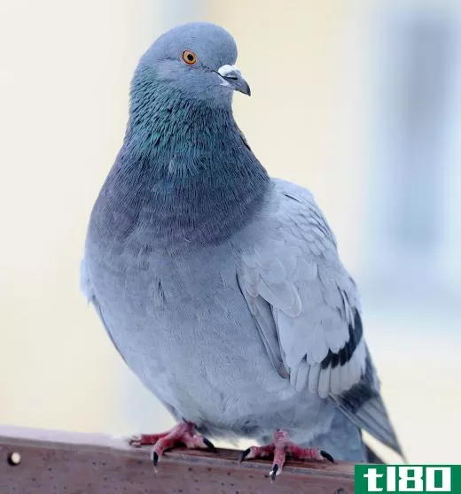 Pigeons have uniquely designed feet that allow them to perch.