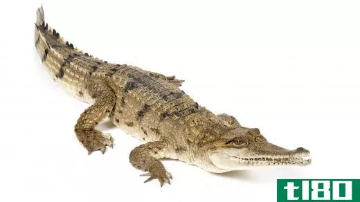 A crocodile, which is related to an alligator.