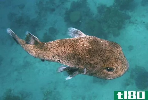 There are about 150 species of pufferfish, many of which are poisonous to eat.