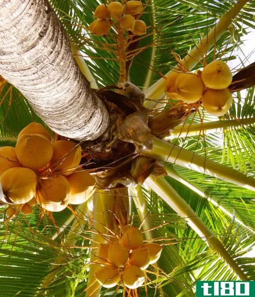 The coconut palm is the only species of tree in the Cocos genus.