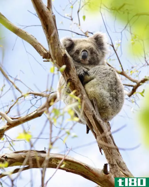 Neoendemic species, such as Australia's koala, arise when the land masses they inhabit become isolated.