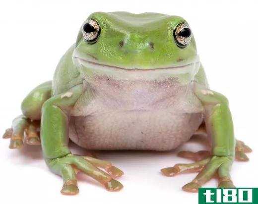 Some veterinary technologists treat amphibians, like frogs.