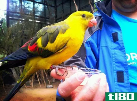 The Regent Parrot can be taught to mimic the human voice, and makes an excellent pet.