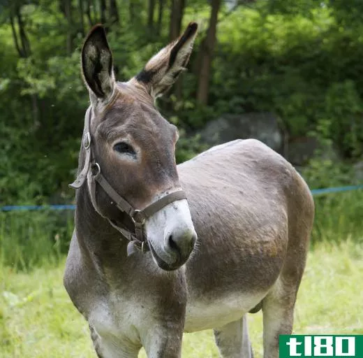 Mules are very intelligent animals.