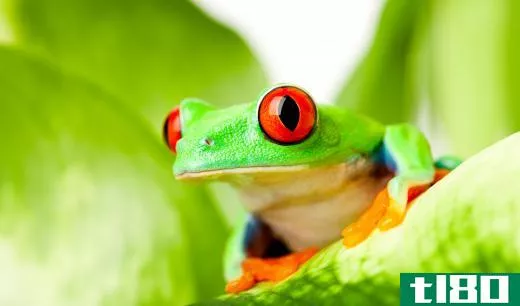 A red eye tree frog lives in the rainforests of South and Central America.