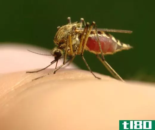 Spider monkeys may be used in malaria research.