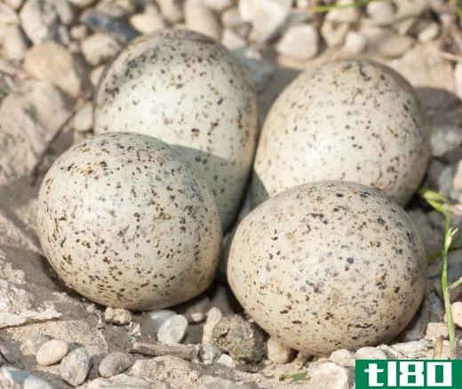 Between April and July, ringed plovers will lay nests of about four brown speckled eggs.