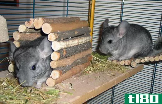 Animals like chinchillas are endangered because they are hunted to make fur coats.