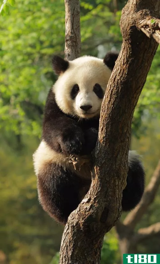 Young giant panda in a tree.