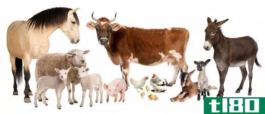 Animal husbandry involves caring for many different types of livestock.