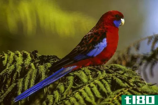 Australia is home to many species of parrots, including the Rosella parrot, Red-Rumped parakeet, King parrot and others.