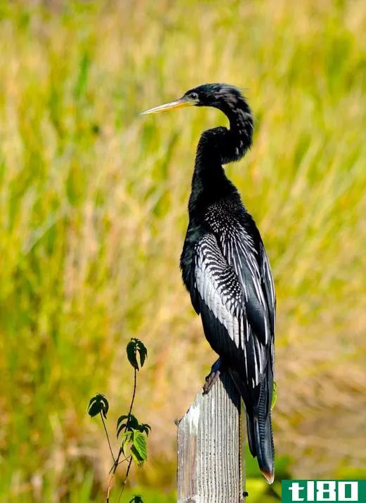 The anhinga's long, pointy beak is used to spear fish.