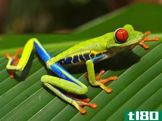 Tree frogs are adapted to an arboreal lifestyle.