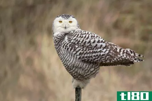 Snowy owl females are often more heavily banded with dark browns or grays.